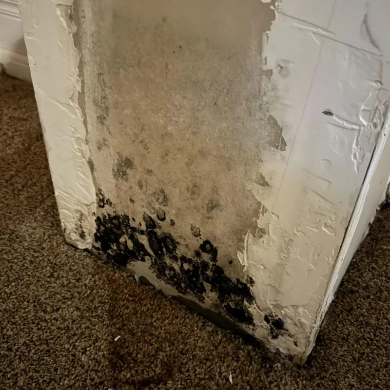Professional Mold Removal in Somerset, MA